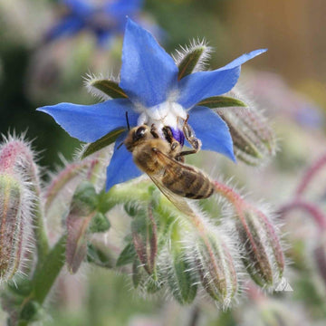 Borage Borago officinalis seeds for home gardening and herb planting