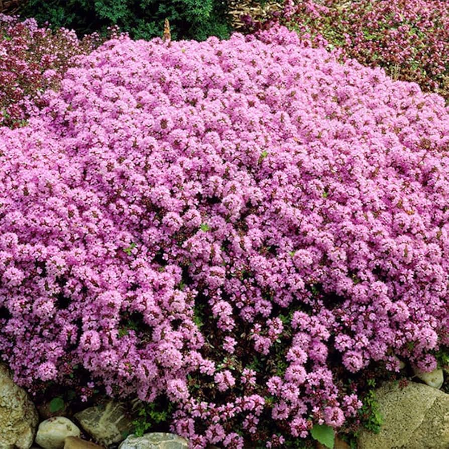 THYMUS SERPYLLUM SEEDS - CREEPING THYME WILD BRECKLAND THYME SEEDS - Herb Seeds