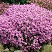 THYMUS SERPYLLUM SEEDS - CREEPING THYME WILD BRECKLAND THYME SEEDS - Herb Seeds