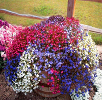 Lobelia Riviera Mix Lobelia Erinus – Colorful Garden Flower Seeds