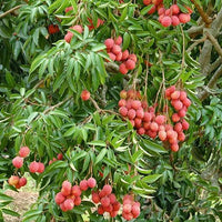 Sweetheart Lychee Seeds for Planting – Heirloom, Non-GMO, Litchi chinensis, Easy to Grow
