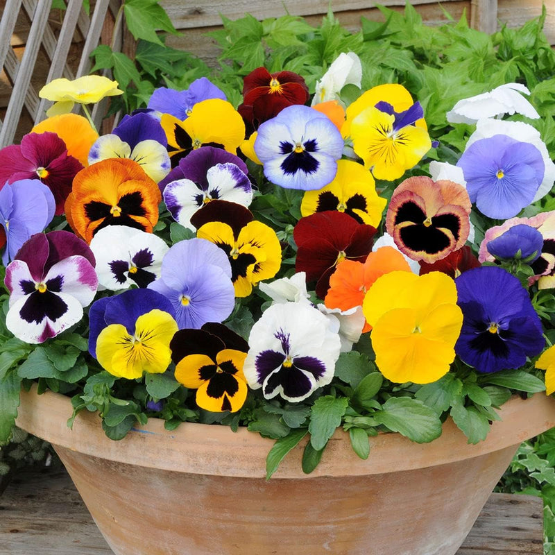 Multi-Colored Pansy Flower seeds for Planting - Hardy Variety, Heirloom & GMO Free Seeds for Home Garden