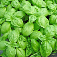 Basil Sweet Genovese Ocimum Basilicum – Herb Garden Seeds