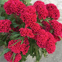 Organic Cockscomb Celosia cristata plant seeds for ornamental garden planting
