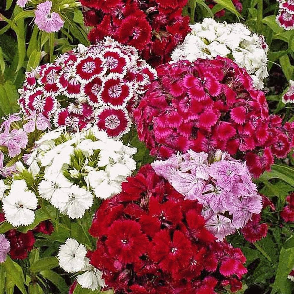 Sweet William Dianthus Barbatus – Vibrant Garden Flower Seeds