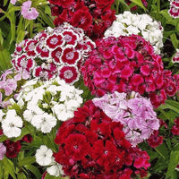 Sweet William Dianthus Barbatus – Vibrant Garden Flower Seeds