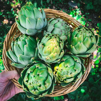 Artichoke Seeds Green – Garden Flower Seeds