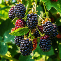 Wild Blackberry Rubus Fruticosus – Fruit Garden Seeds
