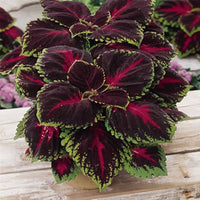 Coleus Solenostemon Scutellarioides – Kong Red Garden Seeds