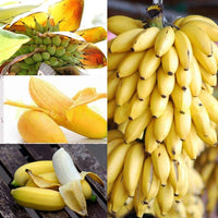 Seeds Ornamental Banana – Perennial, Dwarf, Garden Fruit Seeds