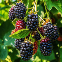 Pleated Blackberry Aquilegia – Perennial Fruit Seeds