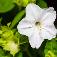 Organic White Four O'Clock ,Mirabilis jalapa Seeds for Flower Garden Growing