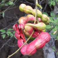 Pithecellobium Dulce – Manila Tamarind Fruit Tree Seeds