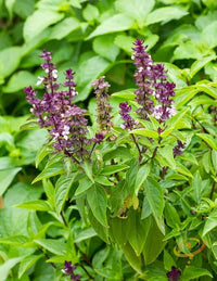 Basil plants with aromatic green foliage for home gardening