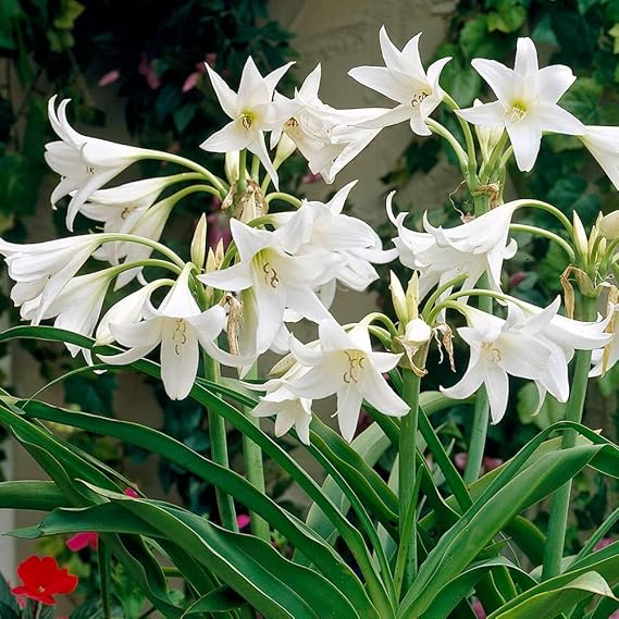 Crinum Lily Patacake – Garden Flower Seeds