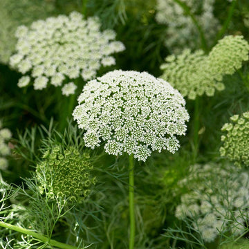 Bishop’s Flower Ammi visnaga ornamental plant with finely divided green foliage and rounded clusters of white flowers