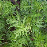 Artemisia vulgaris Common Mugwort plant with distinctive divided green foliage