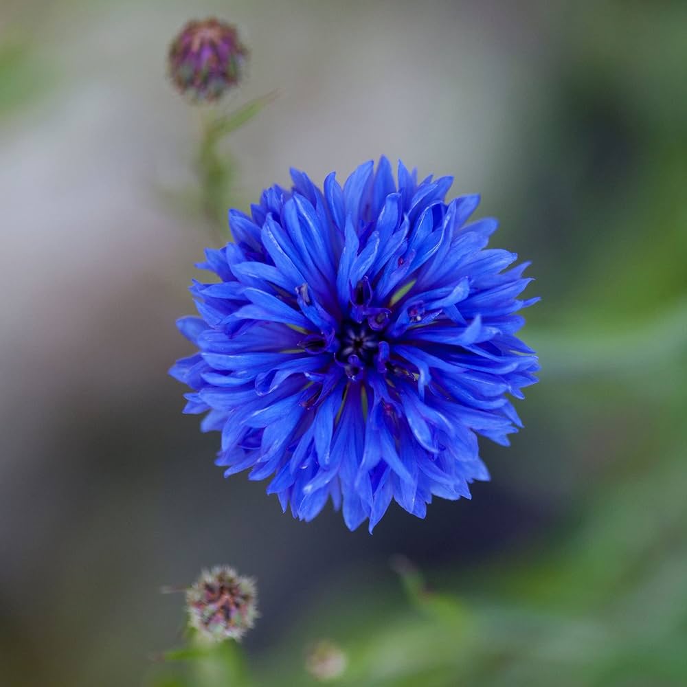 Dark blue cornflower Centaurea cyanus blooms with delicate fringed petals