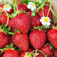 Sweet Charlie Strawberry Seeds – Heirloom, Non-GMO, Early-Bearing, Sweet Red Variety