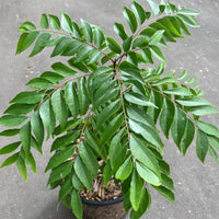 Tall Curry Leaf Plant Seeds – Sri Lankan Ramapatre Type for Home Gardening