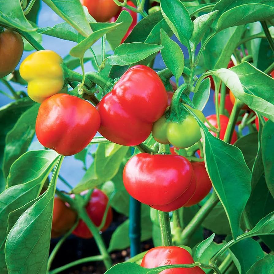 Rocoto Mix Manzano Pepper – Hot Garden Vegetable Seeds