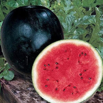 Black Diamond Watermelon Seeds – Heirloom, Non-GMO, Large Dark-Green Variety for Planting