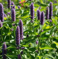 Anise Hyssop Licorice Mint Agastache foeniculum Aromatic Flowering Herb Garden Seeds