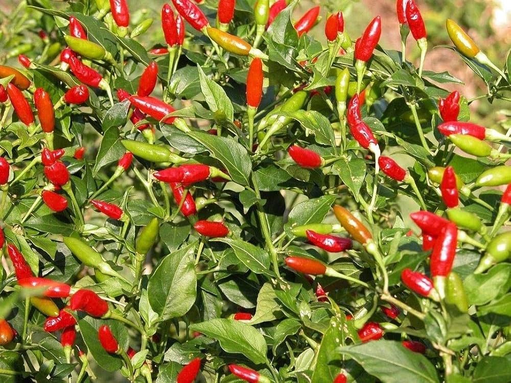 Capsicum chacoense Plant Seeds – Puta Madre Pepper for Gardening