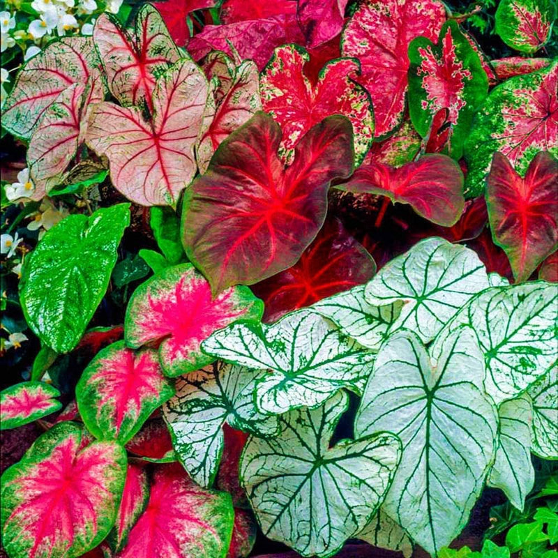 Caladium Mix Seeds Colorful Foliage Plant Heart-Shaped Decorative Leaves for Home & Garden