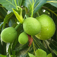 Breadfruit Tree (Artocarpus altilis) Seeds for Planting – Heirloom, Non-GMO, Easy to Grow, Tropical Variety