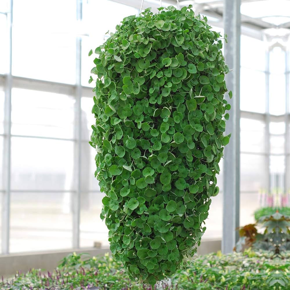 Dichondra Repens (Kidney Weed) Seeds for Planting – Heirloom, Non-GMO, Evergreen Groundcover, Easy to Grow, Perennial Variety