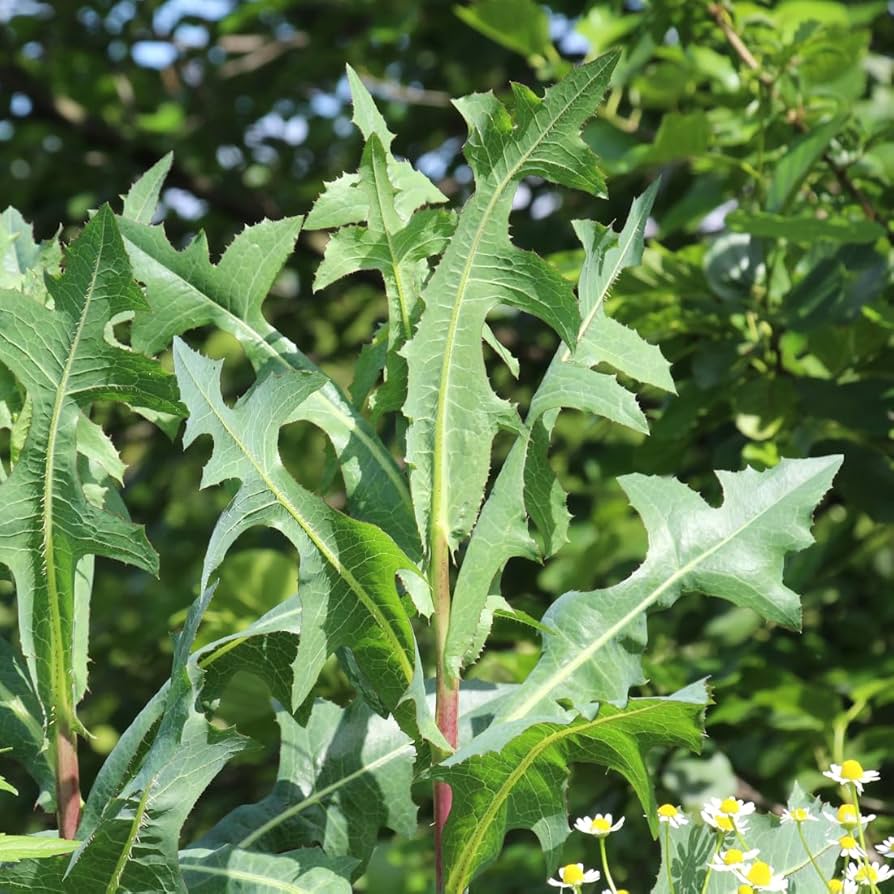 Wild and Prickly Lettuce – Edible Herb Garden Seeds