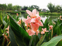 Canna Canna x Generalis – Rose Garden Flower Seeds
