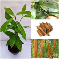 Malabar Cinnamon Seeds (Cinnamomum malabatrum) for Planting