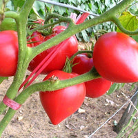 Anna Russian Tomato – Heirloom Vegetable Garden Seeds