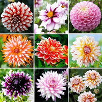 Mixed Colors Dinnerplate – Colorful, Mixed, Perennial Flower Seeds