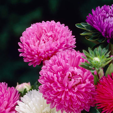 Aster Crego Giant – Mixed Flower Seeds