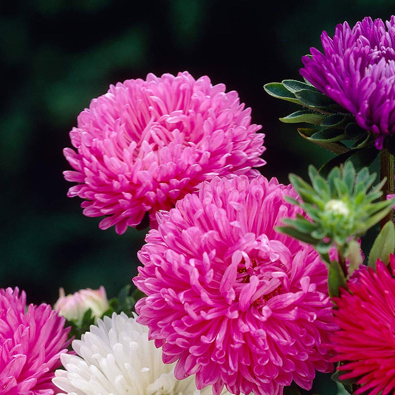 Aster Crego Giant – Mixed Flower Seeds