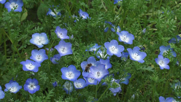 Blue Dream Fuji – Garden Flower Seeds