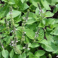 Kivumbasi Lime Basil Seeds Ocimum africanum for Herb Gardens, Home Gardening, Culinary Planting, and Aromatic Garden Spaces