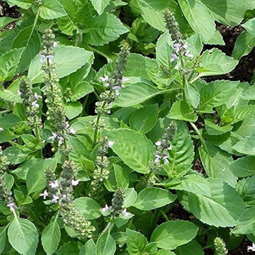 Kivumbasi Lime Basil Ocimum africanum seeds for herb gardening
