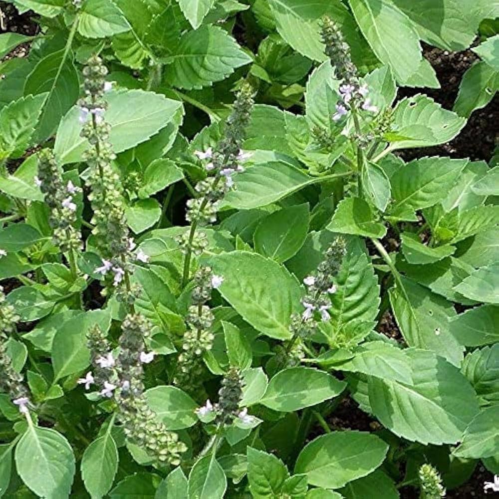 Kivumbasi Lime Basil plant with green foliage in an herb garden