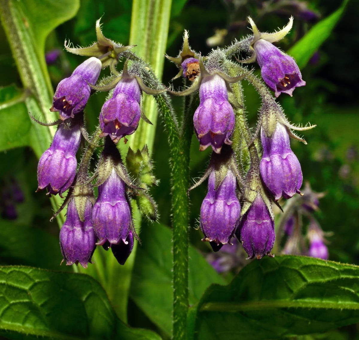 Symphytum officinale True Comfrey perennial plant for herb gardens and naturalistic landscapes