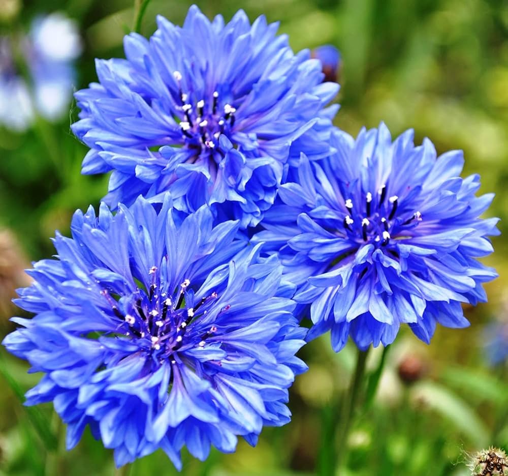 Mixed Bachelor Button Cornflower – Tall Garden Flower Seeds