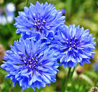 Mixed Bachelor Button Cornflower – Tall Garden Flower Seeds