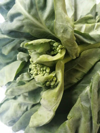 Kailaan Gai Lan – Asian Green Broccoli Kale Vegetable Seeds