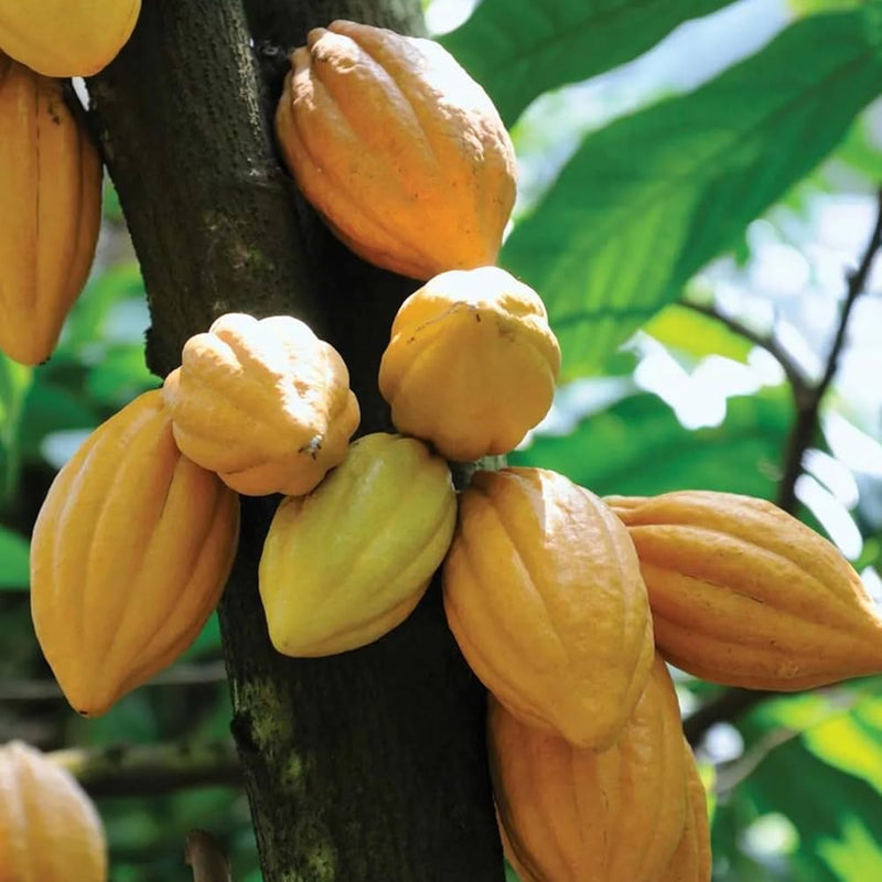 Cacao Fruit Seeds Theobroma Cacao Chocolate Tree Grow Your Own Cocoa at Home