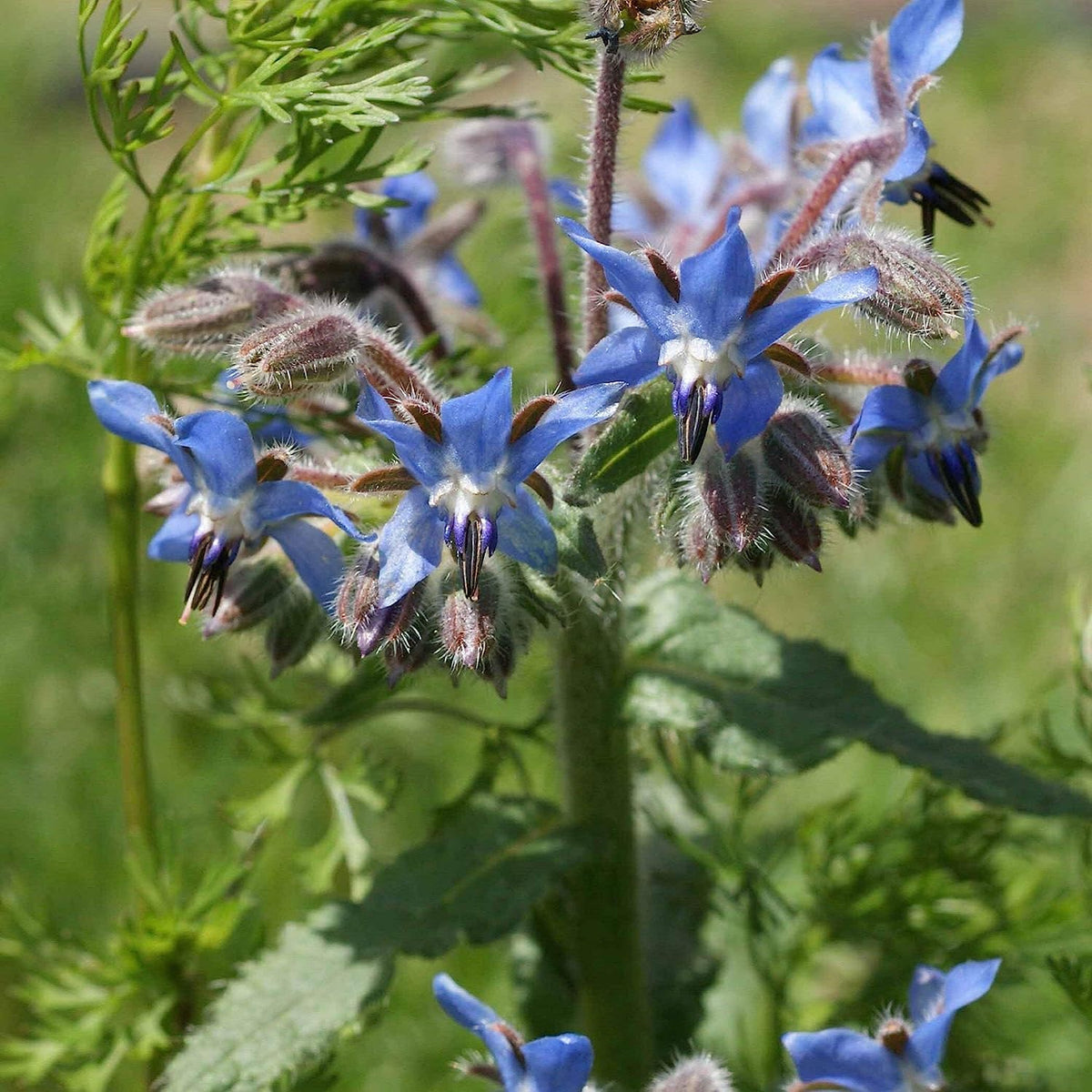 Borage Borago officinalis herb plant with green textured foliage
