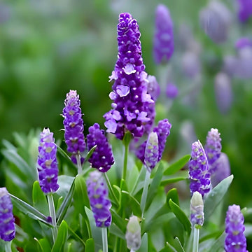 Lavandula angustifolia English Lavender planting seeds for home herb and flower gardens.
