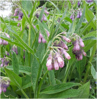 True Comfrey Symphytum officinale plant with broad green leaves and clusters of bell-shaped flowers